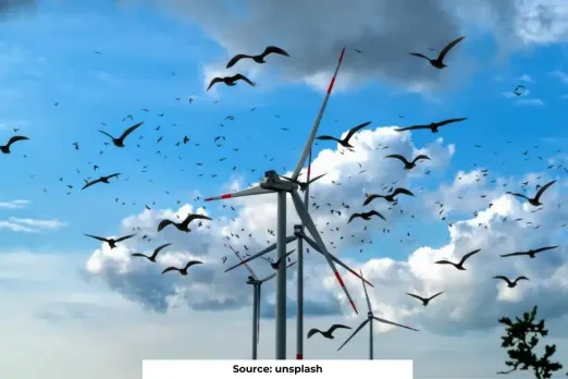 Renewable energy latest threat to bird populations: study