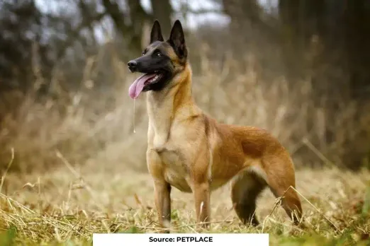 Belgian Malinois most intelligent dog breed in the world