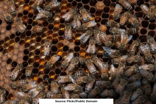 Honey production declines: study links changes in soil, climate, & land use
