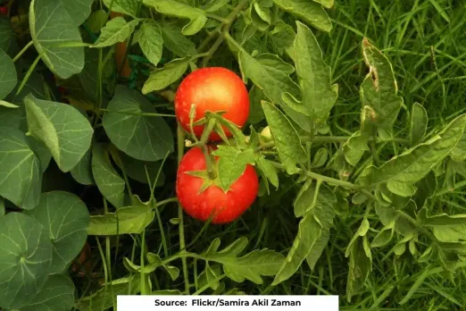 Talking tomatoes: How Tomato plants communicate through VOCs