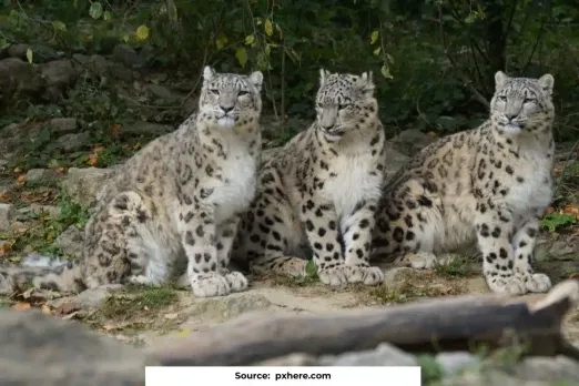 718 Snow Leopards Inhabit India, nearly 70% in Ladakh