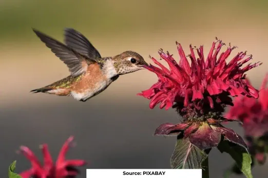 Wild plants 'abandon' pollinators and move towards self-fertilization