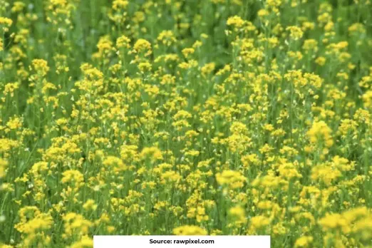 Cold & fog take toll on rabi crops in Bihar, wheat escapes unscathed