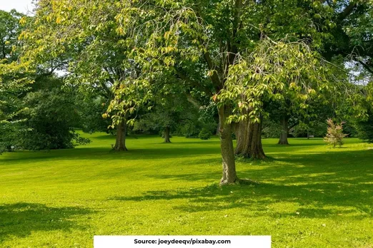 'Assisted Migration' When trees start to move due to climate change