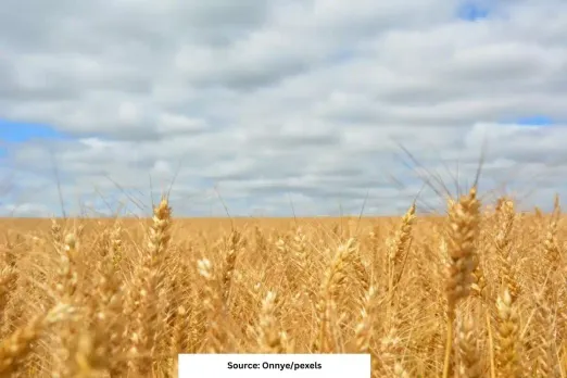 Climate-induced disease may cut wheat production by 13%, study