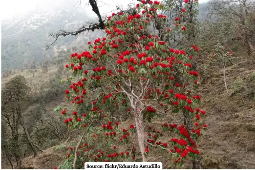 Buransh early bloom in Uttarakhand raises concerns