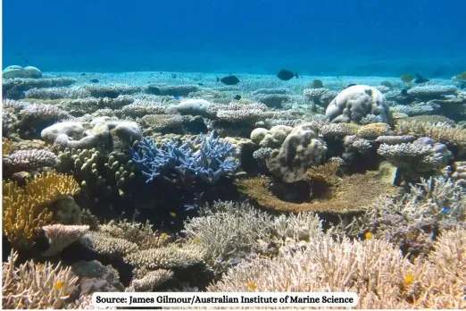 Gujarat Coral Reef Translocation Project Controversy Explained