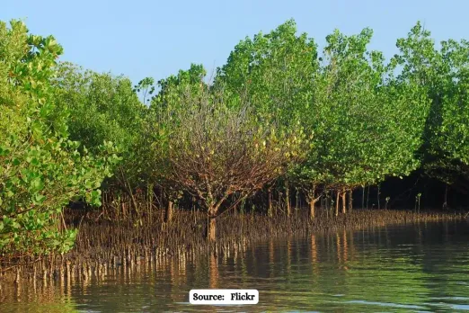 Mangrove forests face massive carbon emissions due to human development