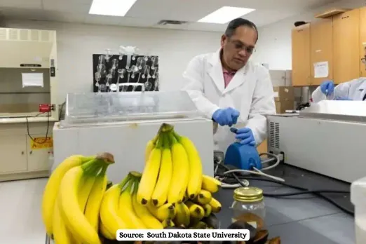 How banana peel can be used to fight the plastic waste crisis