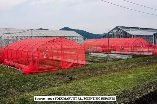 Changing colour of crop mosquito nets scares away insects: they don't like red