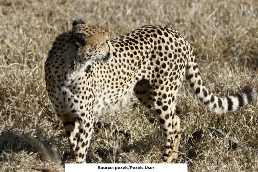 How many Cheetah in India 2024?