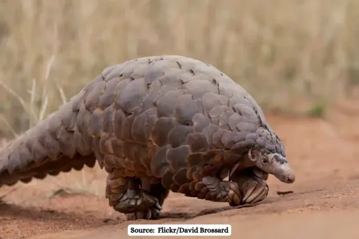 World Pangolin Day 2024: Celebrating most trafficked mammal in the world