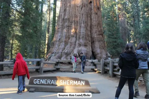 Know about General Sherman Tree, the largest living tree on Earth by volume