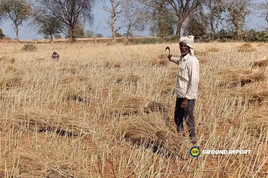 मध्यप्रदेश के निवाड़ी में ओलावृष्टि के बाद खराब हुई फसल पशुओं को खिला रहे किसान