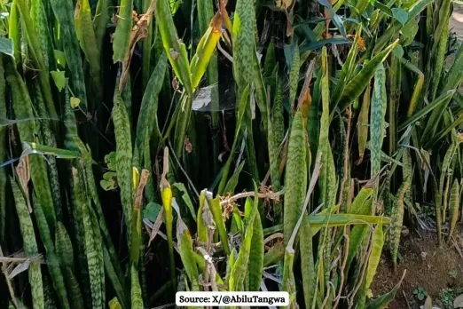 Fact Check: Does Nasa recommends Snake Plant at home for good oxygen?