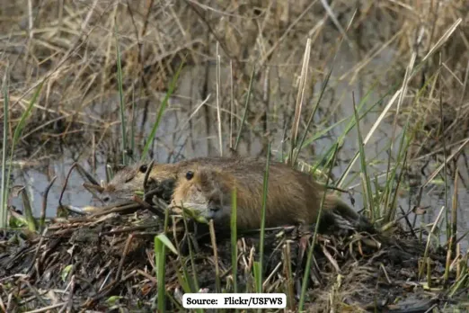 Dr. Delavaux warns of non-native species risks due to mutualistic changes