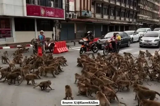 Rise of the Apes in Lopburi Thailand, gang war started between two rival monkey groups