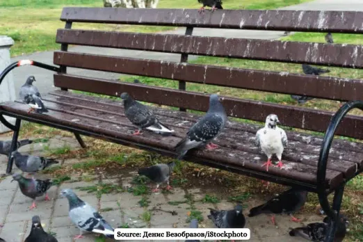 How dangerous is Pigeon Poop?