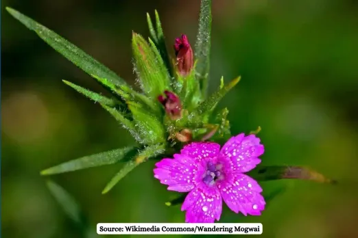 Invasive plants like time bombs, causing huge damage to biodiversity: study