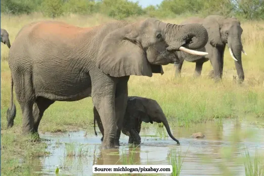 Asian Elephants display complex mourning rituals similar to humans: study