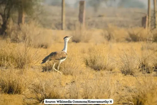 SC considers lifting ban on transmission lines in Great Indian Bustard habitats
