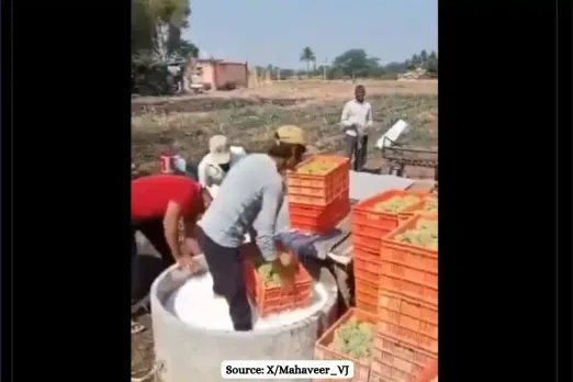 Fact Check: Truth of Video of farmer dipping grapes in pesticide solution