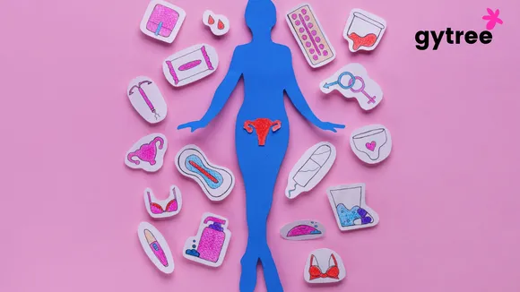 What are the stages of the menstrual cycle?