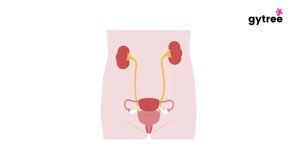 Symptoms of UTI urinary tract infection (UTI)