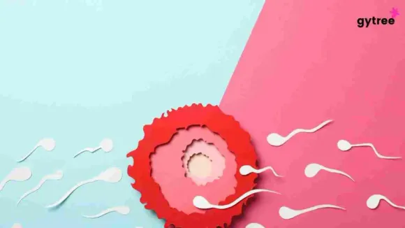 Explaining The 4 Phases of Menstrual Cycle To Make Your Life Easier