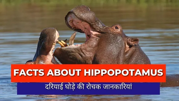 Facts About Hippopotamus 