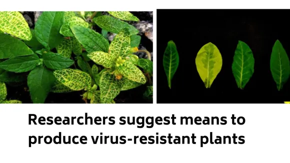 Indian Researchers suggest means to produce virus-resistant plants