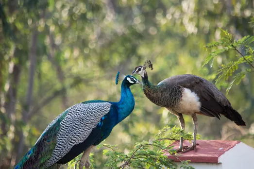 peacock and peahen