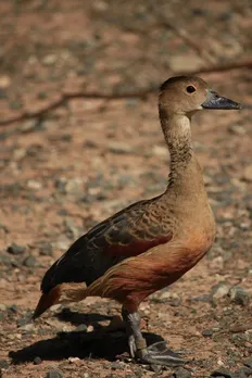 photo of lesser whistling duck