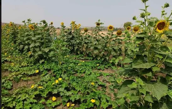 organic farming