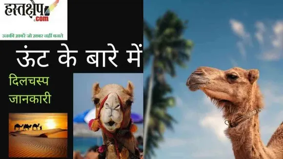 camel in hindi
