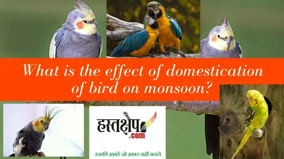 what is the effect of domestication of bird on monsoon
