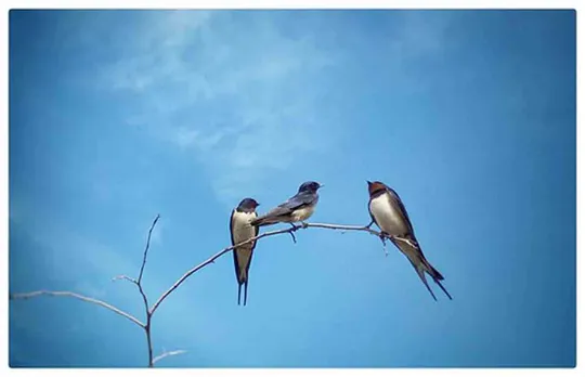Swallow Bird In Hindi : विलक्षण पक्षी अबाबील का घोंसला भी विलक्षण