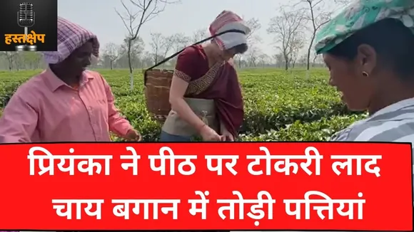पीठ पर टोकरी लाद प्रियंका गांधी ने चाय बगान में तोड़ी पत्तियां; देखें- VIDEO