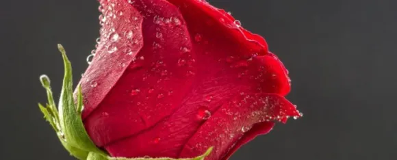 Rose Benefits : जानें गुलाब के 5 फ़ायदे