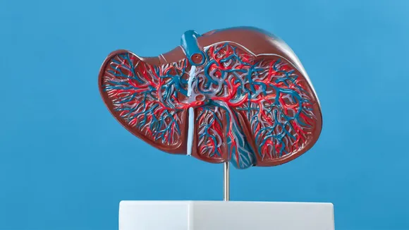 Liver 