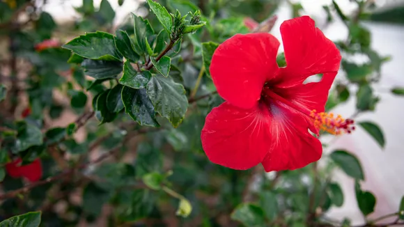 Hibiscus: जानिए बालों के लिए हिबिस्कस के जबरदस्त फ़ायदे