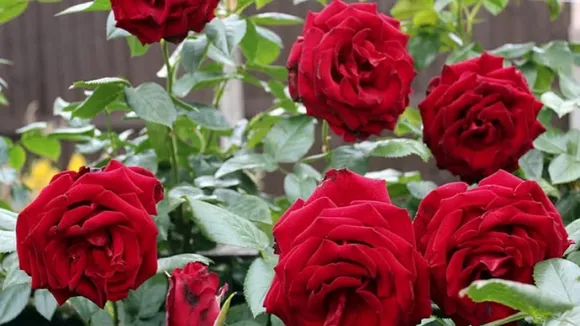 Rose Types: रोज़ डे से पहले जानें गुलाब के प्रकार