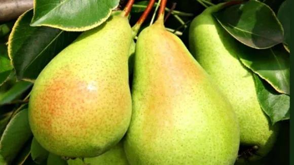pear(Apni Kheti).png