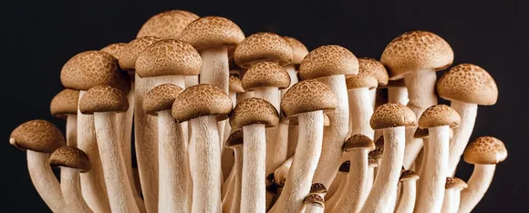Mushroom Side Effects: मशरूम के 5 दुष्प्रभाव