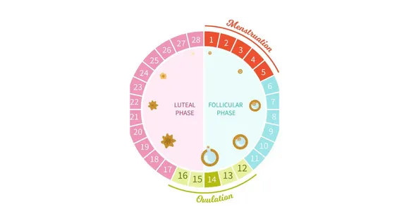 4 Phases Of Menstrual Cycle: आप भी जानिए इनके बारे में