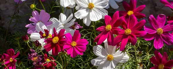 Flowers In Summer: गोलार्डिया सहित जानें फूल जो गर्मियों में खिलते हैं