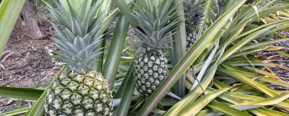 Pineapple Side Effects: बल्ड शुगर पैदा कर सकता है ज्यादा अनानास खाना