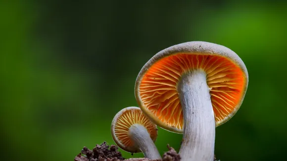 side effects mushrooms