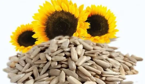 Sunflower Seeds: 5 फायदे सूरजमुखी फूल के बीज के