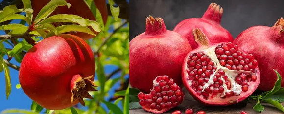 Benefits Of Pomegranate: हेल्थ के लिए अनार के फायदे